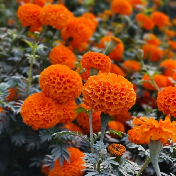 Hạt giống hoa vạn thọ đỏ