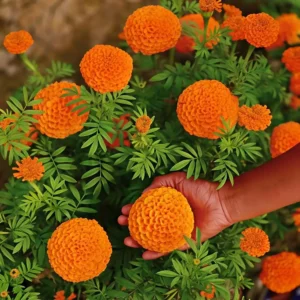 Hạt giống hoa vạn thọ đỏ